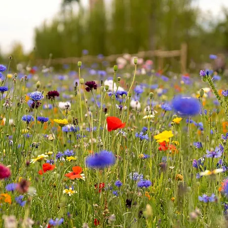 Apartment Kronengarten